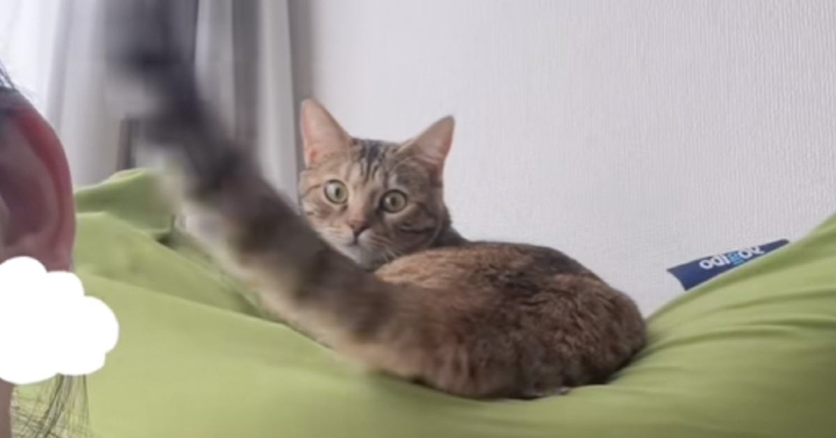 自分から近づいてきたのに…猫のしっぽに髪の毛が当たると→まさかの『理不尽すぎる対応』が27万再生「猫様だから仕方ない」「猫様は神様」