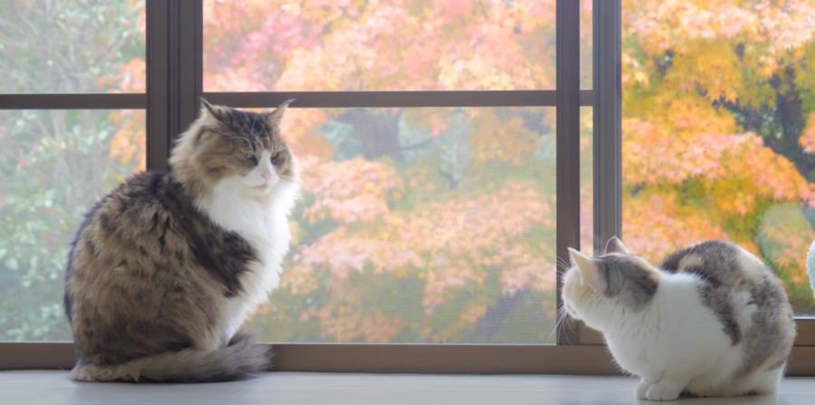 綺麗な紅葉をバックにくつろぐ猫ちゃんたちが可愛い♡