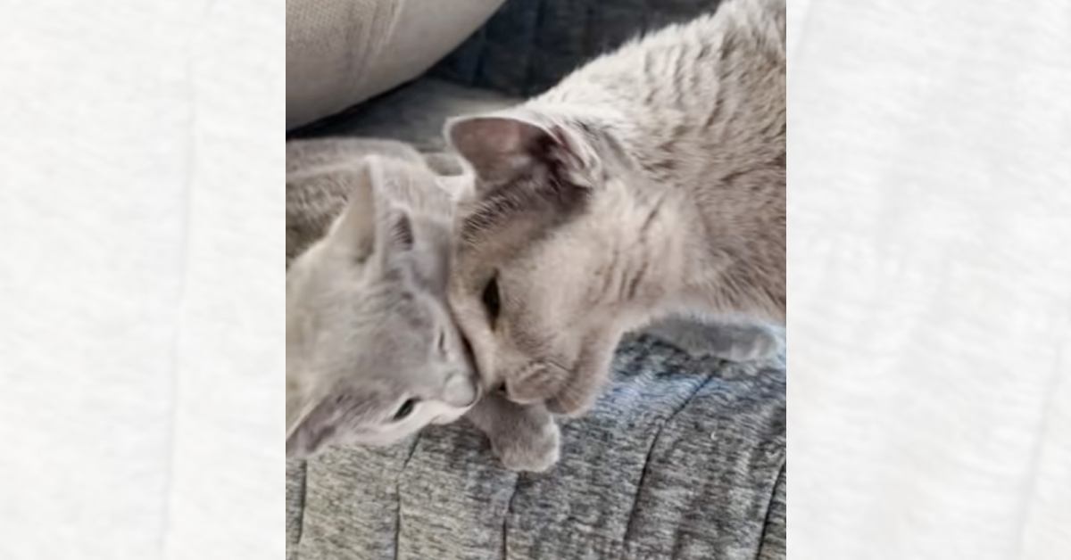 先輩猫が子猫にスリスリしようと顔を近づけたら…次の瞬間→『まさかの展開』が笑っちゃうと16万再生「シュールだねｗ」「何回みても笑う」