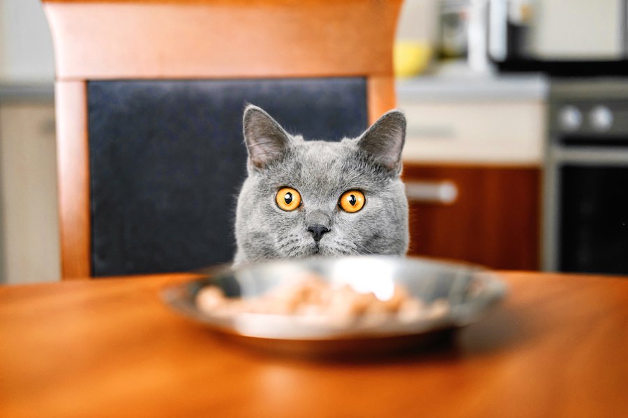 猫のご飯はお家のどこであげるべき？食べやすいと感じる6つの場所