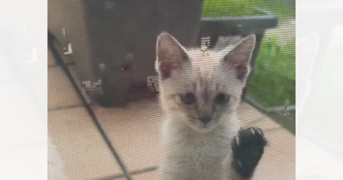 突然『家のなかを覗き込んできた子猫』→ドアを開けて外に出てみたら…思わず泣ける展開が150万再生「涙がでた」「胸が温かくなった」の声
