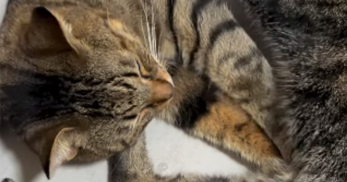 一緒にくつろぐ2匹の猫→同時にふみふみし始めて…『幸せいっぱいの光景』に癒される人が続出「間に挟まりたいｗ」「かわいぃ」と37万再生