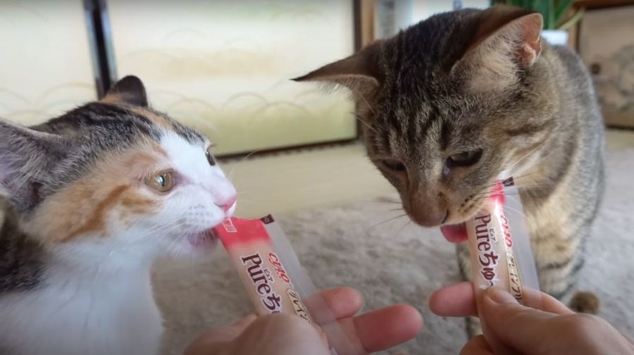 気まずさも一瞬で吹き飛ぶ！猫ちゃんたちの魔法の猫おやつ♡