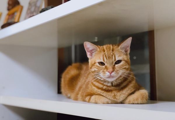 飼い主にドン引き…猫が本気で嫌がること４つ