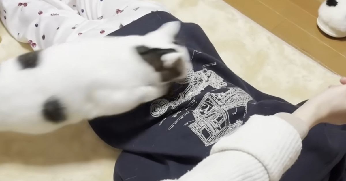 うつ伏せの娘を飛び越えて遊ぶ猫→遠慮がなくなっていって…『まさかの光景』に爆笑する人続出「面白すぎるｗ」「威力凄そうｗ」