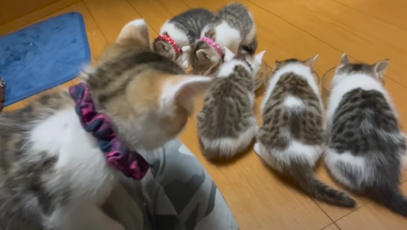 ご飯を食べ終えた子猫たち→飼い主さんの方へと向かうと…羨ましすぎる『まさかの光景』が5万再生「至福の時間だね」「天国だ」の声