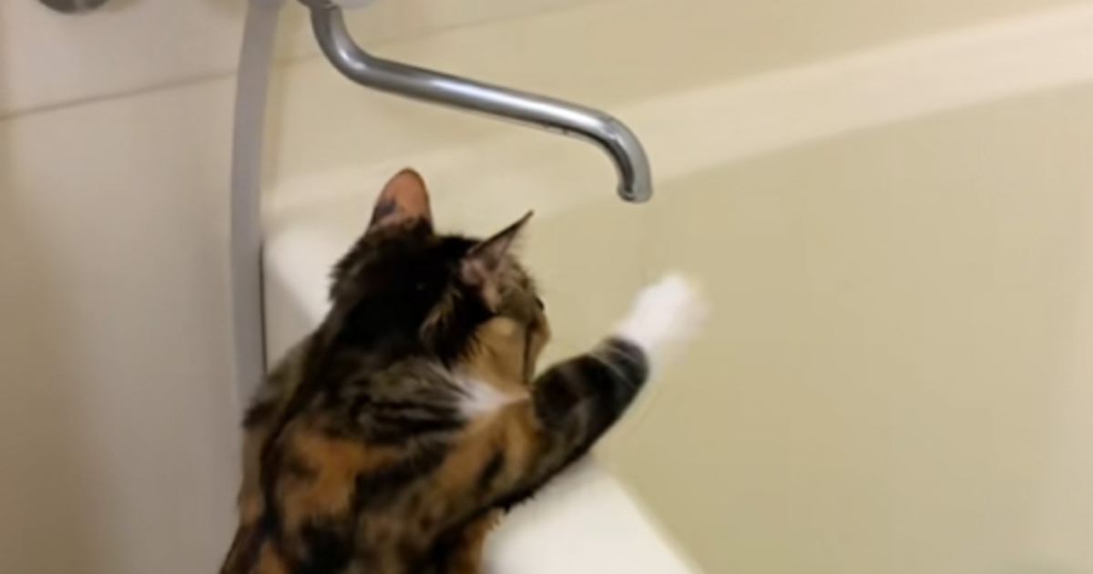 お風呂を沸かしていると、猫がやって来て…蛇口の前でとった『可愛すぎる仕草』が157万再生「念入りすぎるｗ」「子どもみたいでかわいいｗｗ」