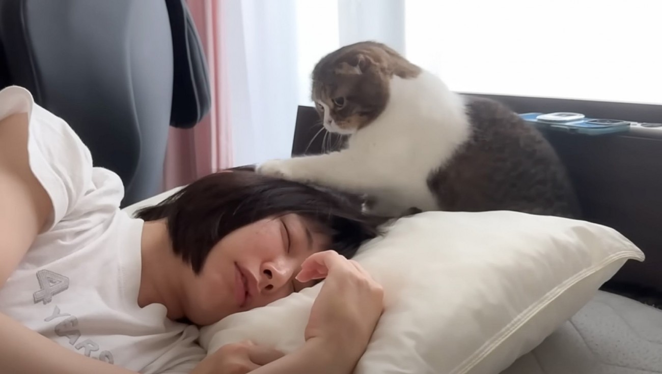 ぐっすりと眠るママと絶対に起こしたい猫…朝の『バトルの様子』が笑えると13万再生「寝起きバトルｗ」「二度寝までのスピードに爆笑」