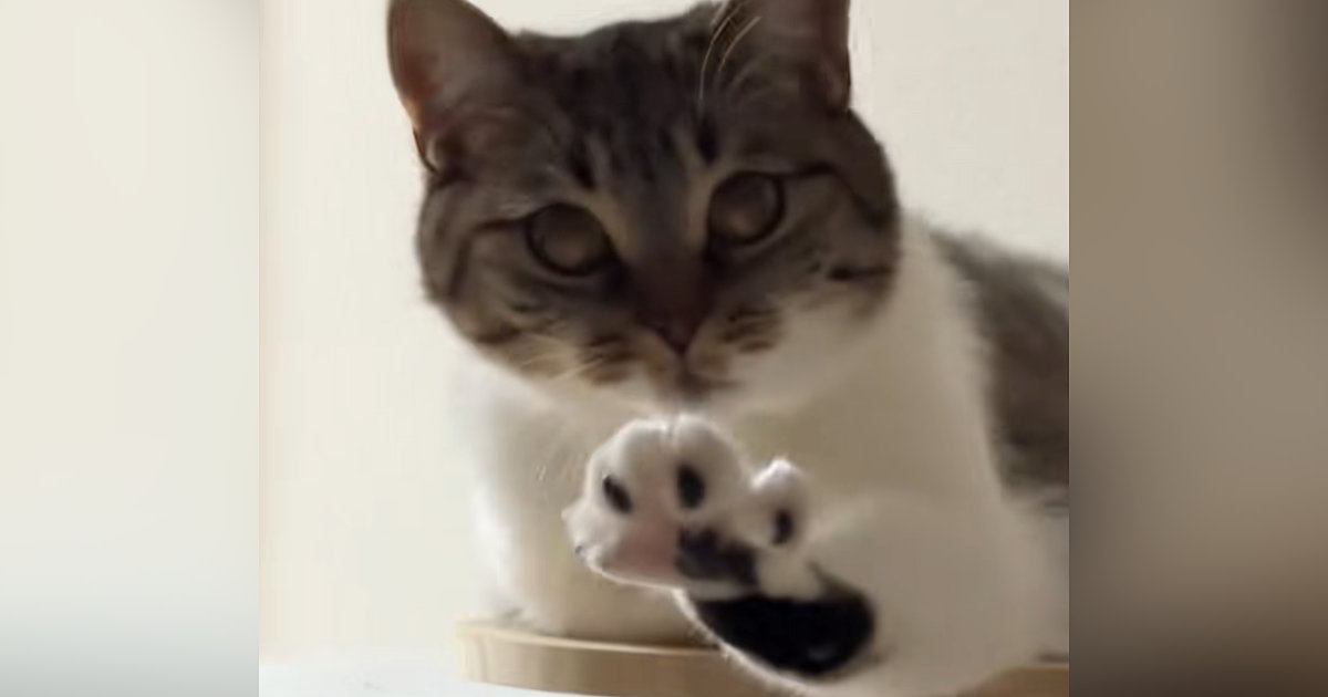 『変な寝方をしている猫』を撮っていたら…想定外の『可愛すぎる展開』が31万再生「4週連続で笑ってしまった」「心臓ヒュンってなるやつ」