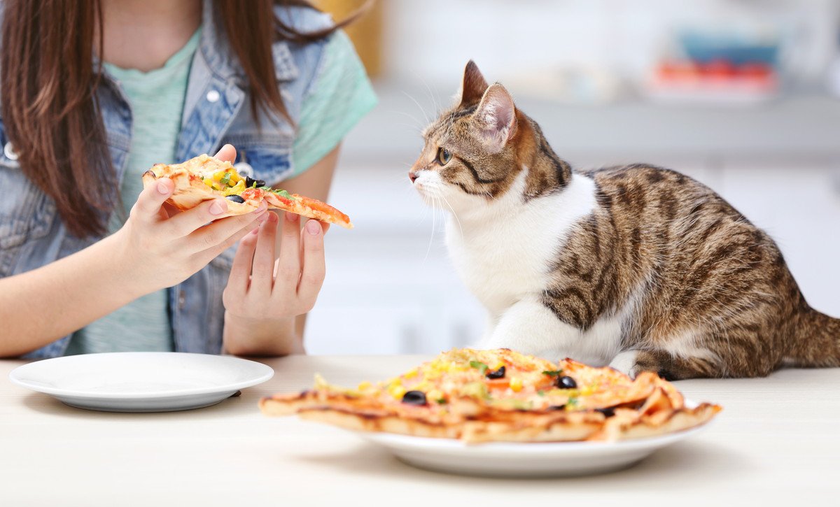 ピザ配達で「チップ」にもらったのは、キュートな子猫だった　アメリカ