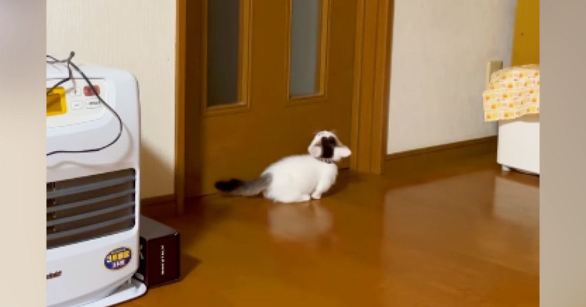 扉に向かって鳴いていた子猫→『飼い主さんを見つけた』次の瞬間…かわいすぎる光景が26万再生「にゃん生1周目感がたまらん」「泣けてくる」