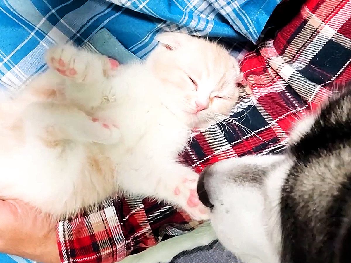 赤ちゃん猫を見守る２匹の犬→いつでもそばにいて…あまりにも尊い『まるで親子のような関係』が81万再生「優しい顔してる」「涙出てくる」