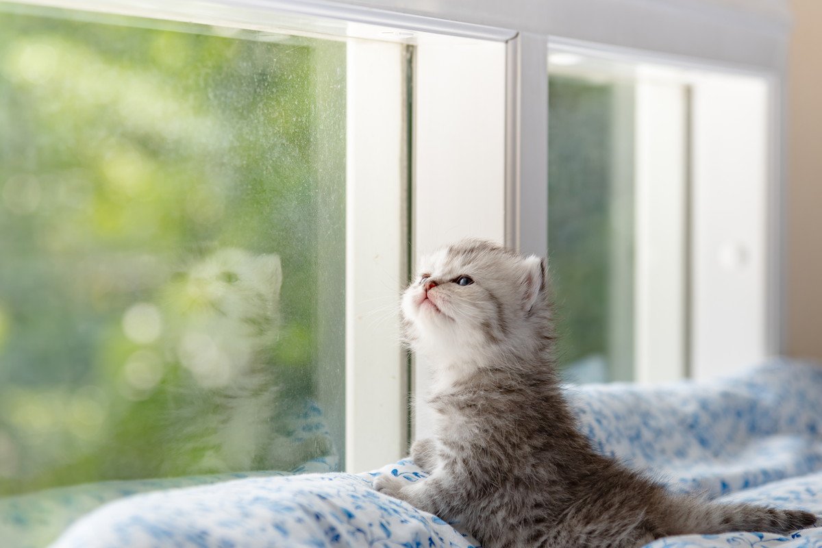 猫を迎える前に知りたい『運命の猫』と出会う方法4選　自分と猫の相性を判断する方法はある？