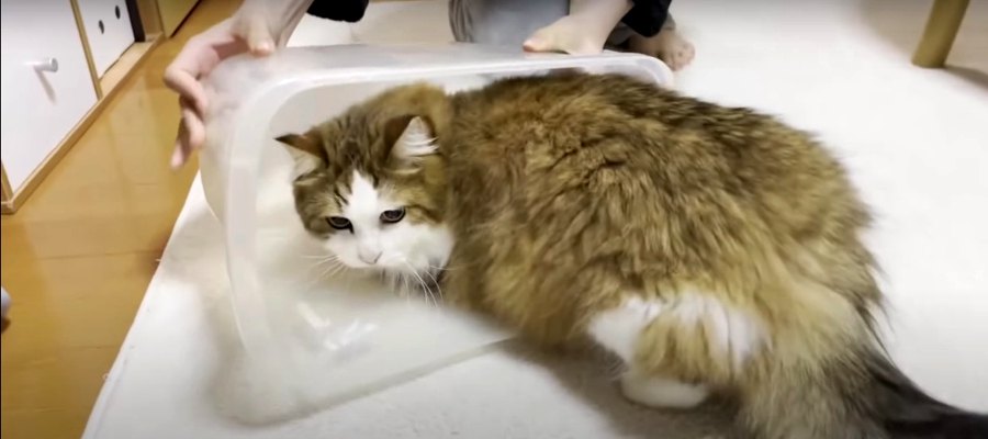 ちょっと変わった猫ホイホイ！箱への執着が半端ない猫ちゃん…