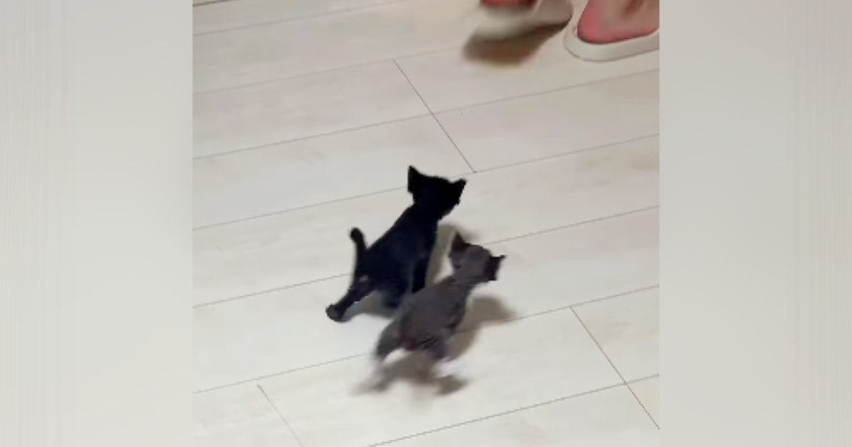 人のあとを追いかける『赤ちゃん猫たち』→4匹が勢いよく走り出す中、1匹だけ…尊すぎる光景が28万再生「たまらんｗ」「ずっと見ていたい」
