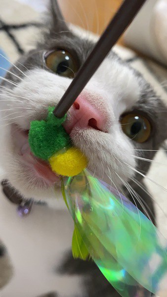 猫を飼うときに必要な最低限のおもちゃ５つ！これがあれば猫も快適！