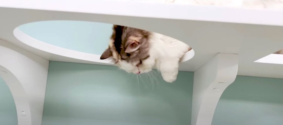 お気に入りの透明ボウルが消えた！？果たして猫ちゃんはどうする？