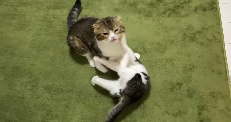 激闘！？パパ猫と子猫どっちが強いの？