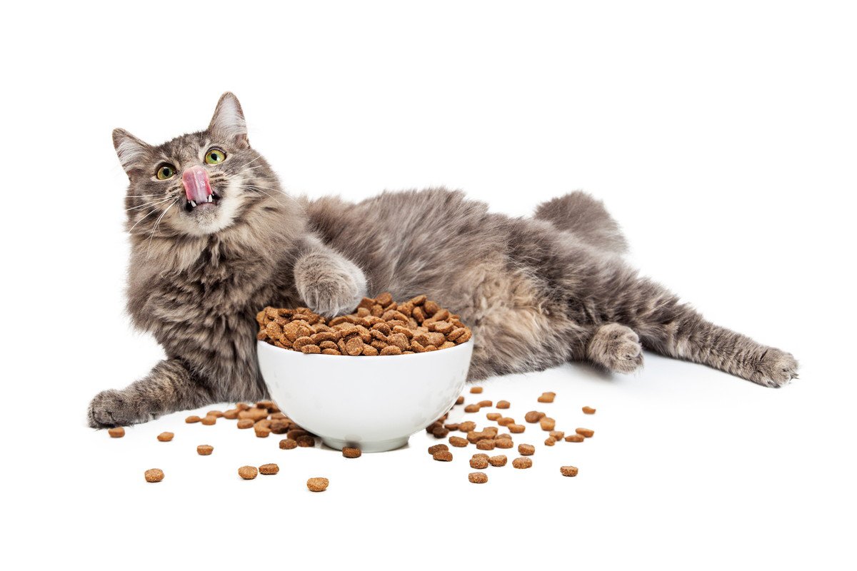 『よく食べる猫』との暮らしで注意したいこと4選　食べ過ぎによる健康リスクや適切な食事管理のコツ