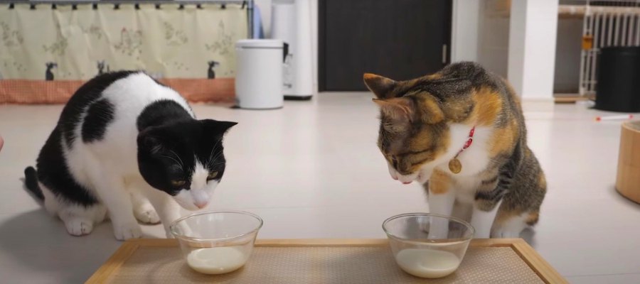 ２年ぶりのミルク！懐かしの味に猫ちゃんは…？