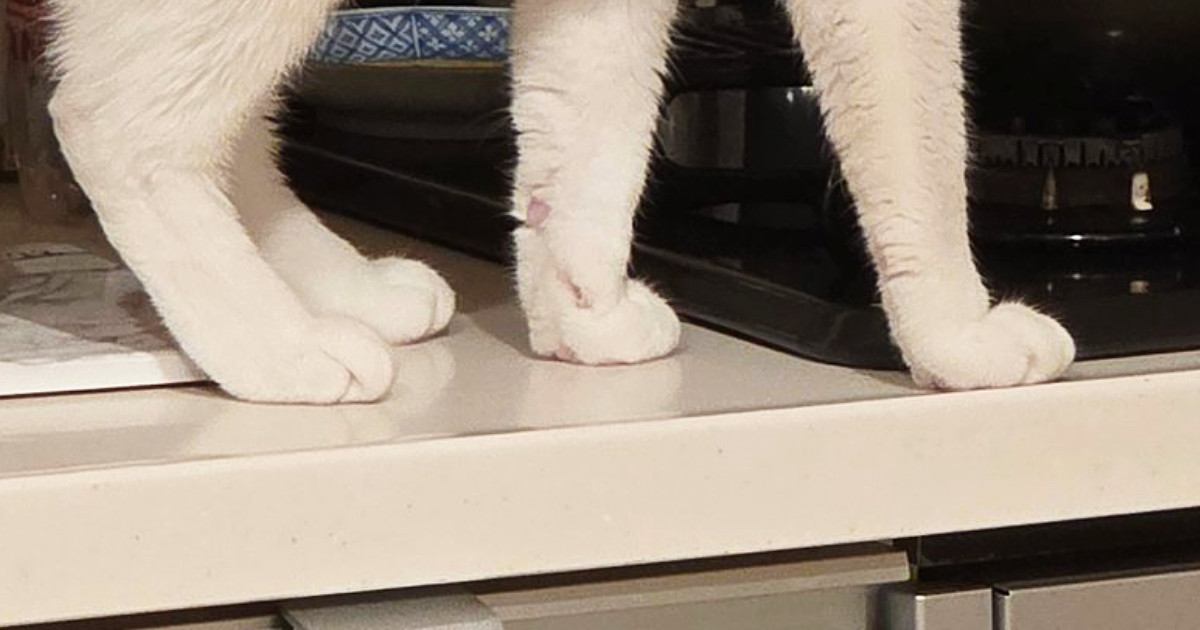 ササミを茹でた後、鍋を置いて冷ましていたら→『猫』が近付いてきて…驚きの光景に16万いいね「豪快すぎるｗ」「名案だね」と大反響
