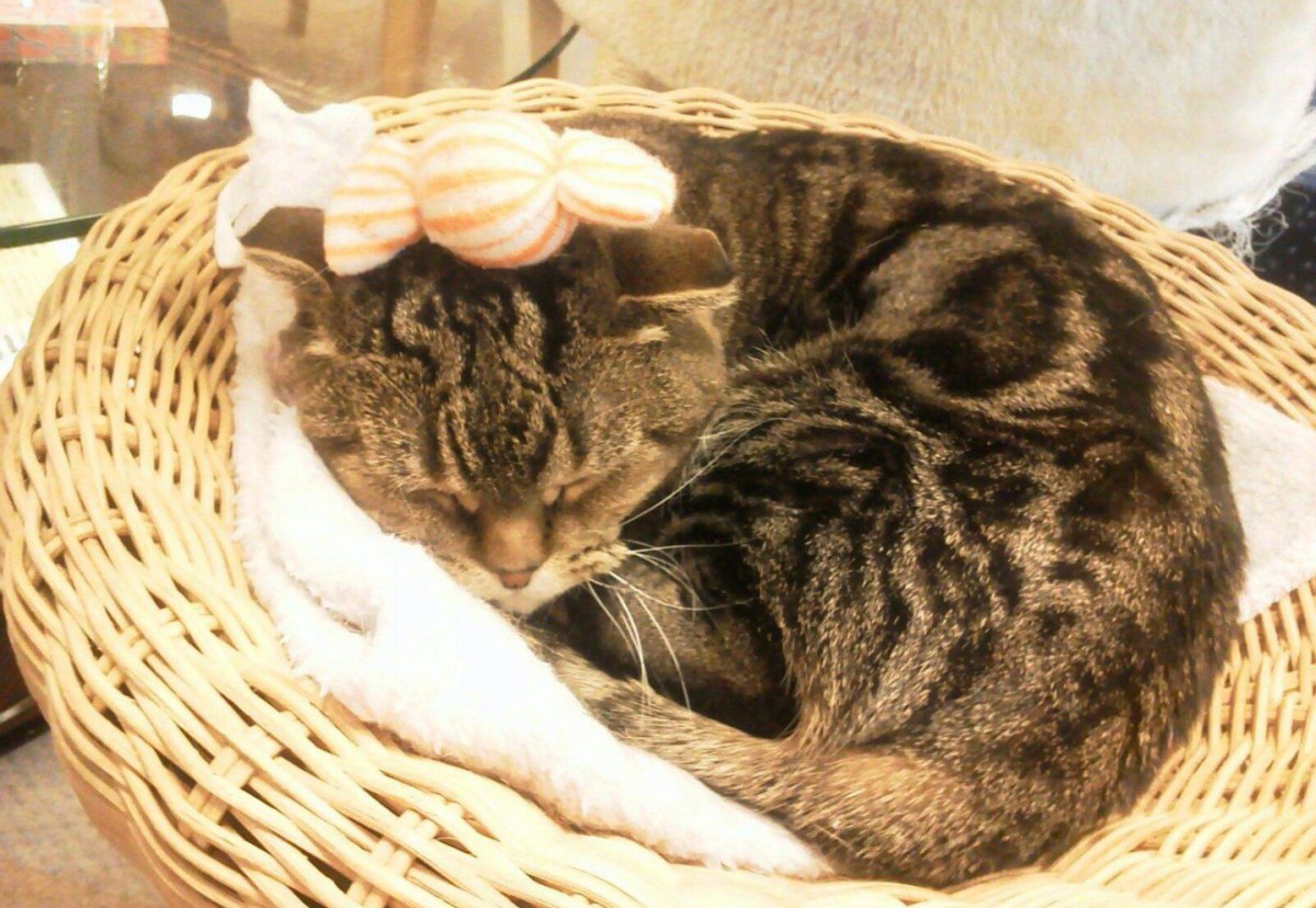 アットホームな猫カフェ♡町田の「ねこのみせ」