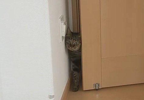 朝の挨拶！寝室にひょっこり猫ちゃん