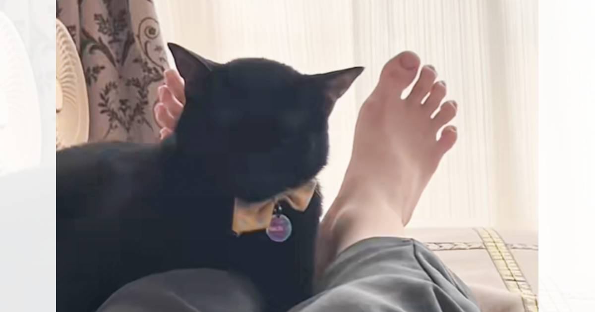 今にも『寝落ちしそうな猫』が、次の瞬間…吹き出す人が続出の"まさかの展開"に「想像以上の勢いでびっくりｗ」「魂抜けたｗ」と32万再生