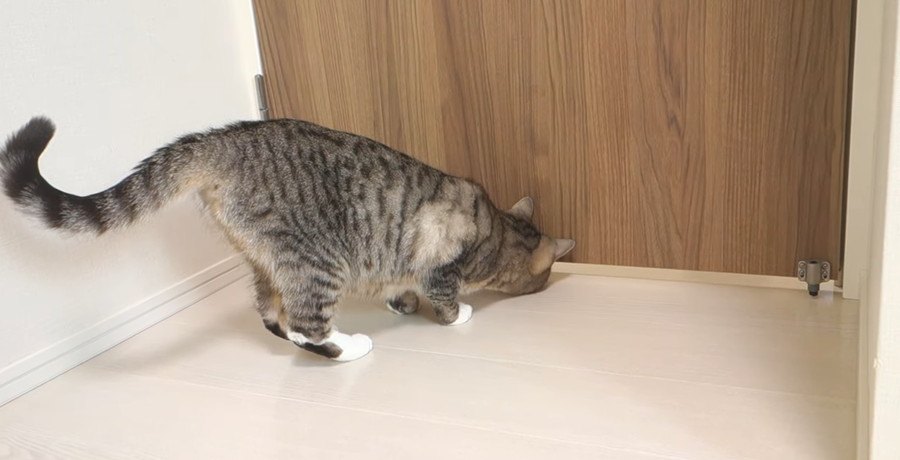 必死！隙間から一生懸命おててを伸ばす可愛い猫ちゃんたち♡