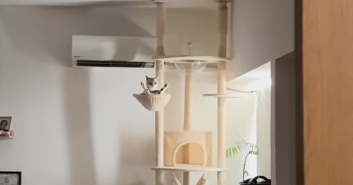 『朝起きて目を疑った』→猫の飼い主さんがリビングに向かうと…衝撃の光景が63万再生「スタイルも表情も良いｗ」「ギャップが凄すぎｗ」