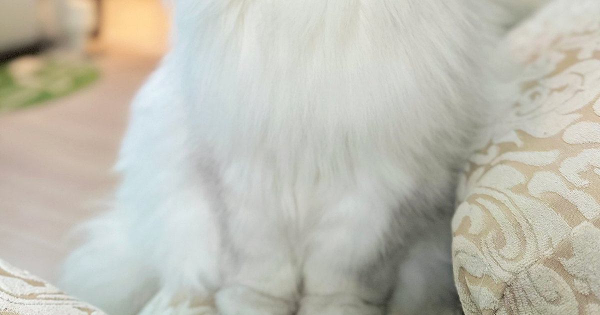 ふわふわの長毛猫→『ほっぺの毛』を撫でて整えたら…あまりにも高貴な佇まいに「漫画の執事みたいｗ」「何時間でも見ていられる」と話題