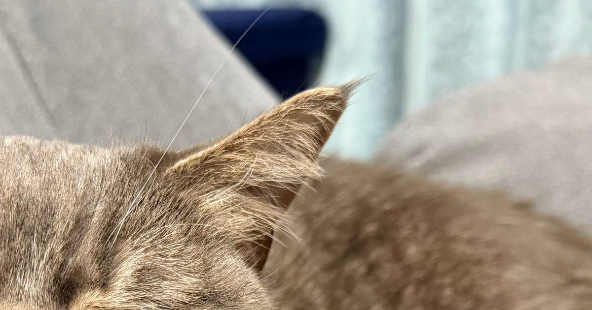 『思わず二度見した』→ソファでくつろぐ猫の『表情』が…まさかの光景に笑ってしまうと4万いいね「くしゃみ3秒前かなｗ」「可愛らしいｗ」