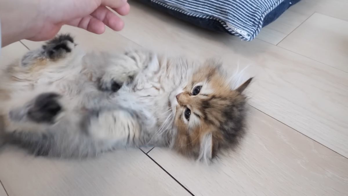 飼い主さんの手にじゃれて『遊んでいた子猫』が、突然……予想外の『愛おしすぎる瞬間』に「まるで赤ちゃんのよう」「本当にかわいい」と反響