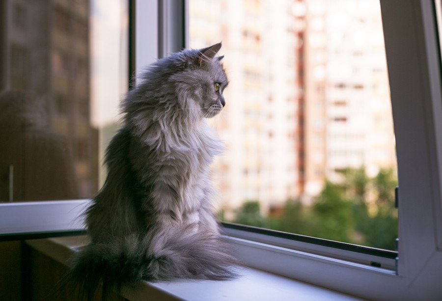 飼い猫が10階から転落！　重傷を負うも奇跡的に生存し、慈善団体が治療を開始　米国