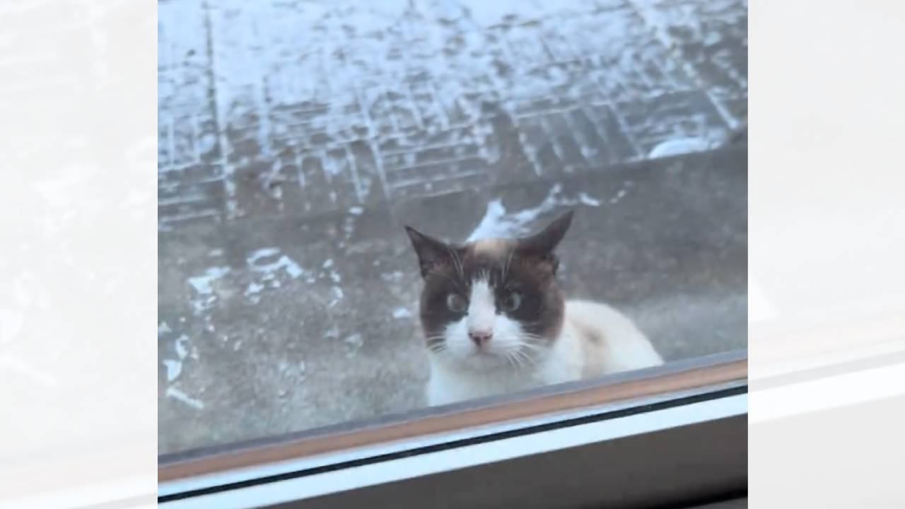 『－10℃の極寒』毎日来ていた猫が急に現れなくなって7日後…まさかの光景に涙が止まらないと124万再生「号泣」「泣けてきちゃったよ」