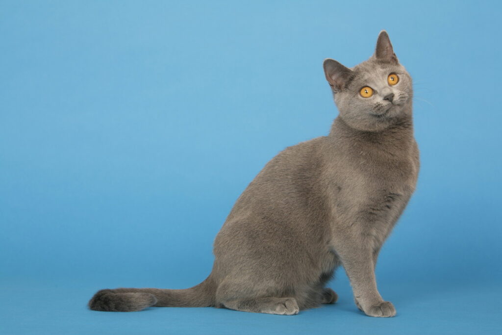 【獣医師監修】シャルトリューってどんな猫？特徴や性格から飼う前の注意点・価格相場まで徹底解説