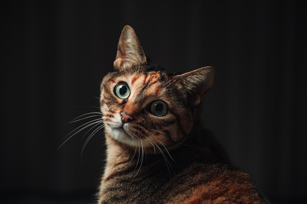 猫と生活する家で『停電』が起きたときの対策3つ　暑い季節に必要な準備や注意すべきポイント
