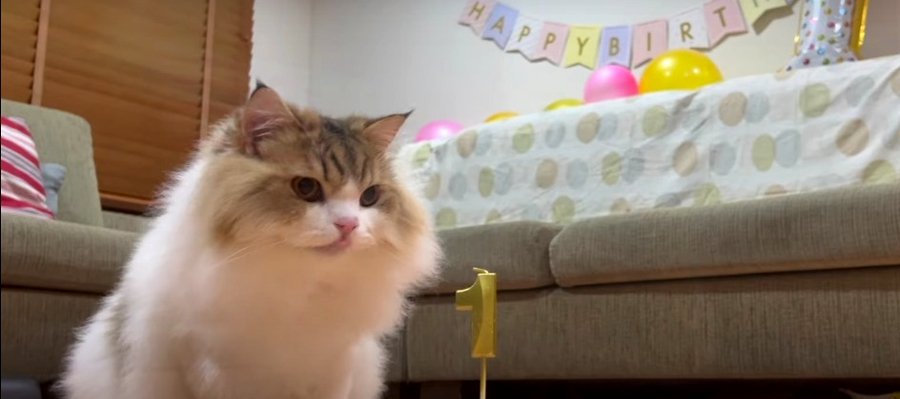 飼い主さんの愛情たっぷり！素敵な誕生日を過ごす猫くん♪