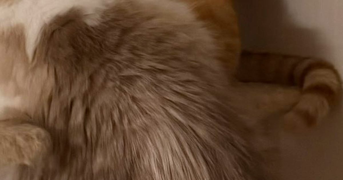 先輩猫を『怒らせてしまった』結果…『後輩猫の様子』に爆笑の声「トムジェリみたいｗ」「絵に描いたような絶体絶命」と19万表示