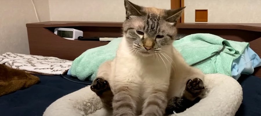 元保護猫たちがお留守番。パパさん不在中にしていた“お決まりルーティン”とは？