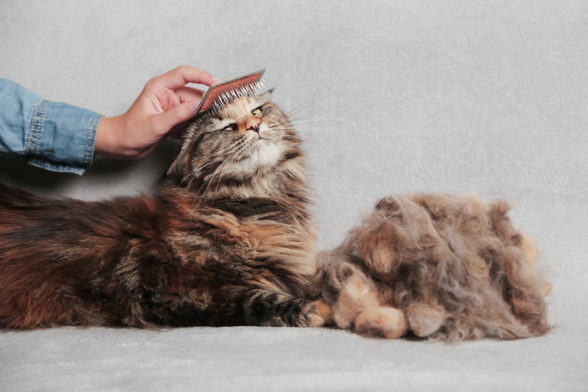 猫にとって迷惑な『やりすぎお世話』5選　逆効果になる理由や悪影響を及ぼすリスクまで