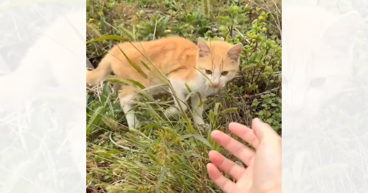 草むらでさまよう『やせ細った野良猫』に手を差し出してみたら…涙あふれる『まさかの展開』に反響「本当に良かった」「ありがとう」