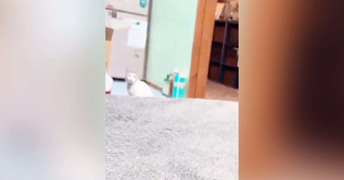 少し離れた場所にいた猫→『おりこうするか！』と声をかけてみると…愛くるしすぎる『全力の反応』に「やばい何度も見てしまう」「かぁいいぃ」