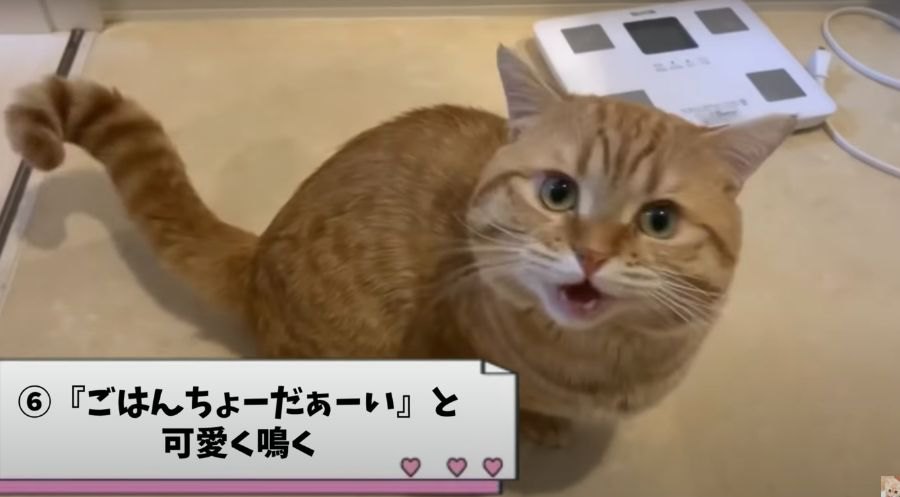 我が家限定？猫あるあるをご紹介♡