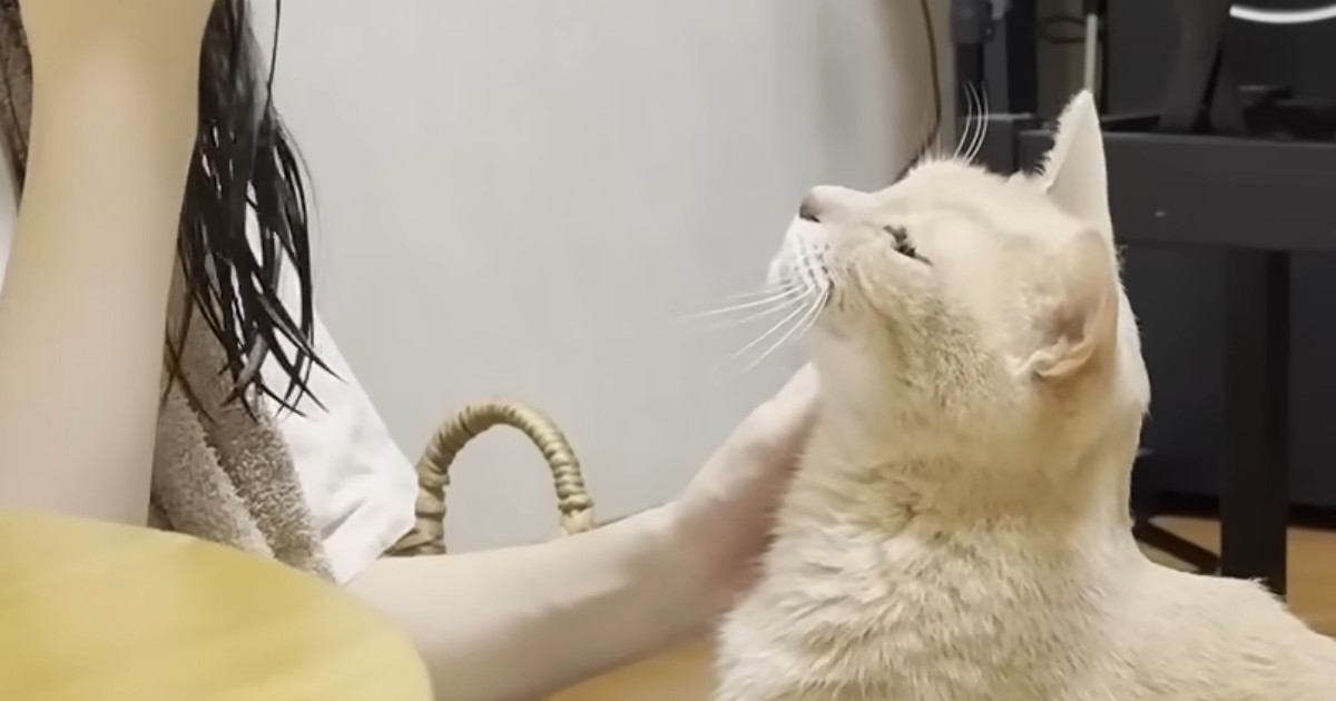 お風呂から戻ってきた娘に甘える猫…『尊すぎる光景』にほっこりする人が続出「大好きって感じがする」「本当に可愛らしい」