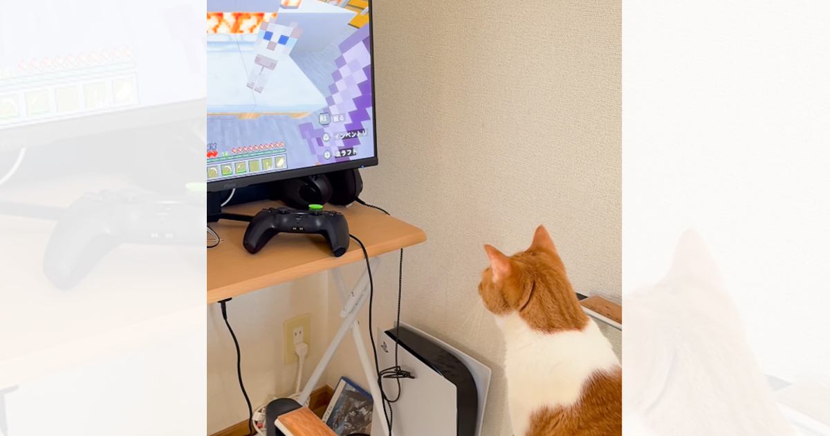 マイクラを放置していたら、猫が『画面の前』で……まさかの瞬間が73万再生「なんで叩かれたんだろうｗ」「前世はゲーマーかも」と話題に