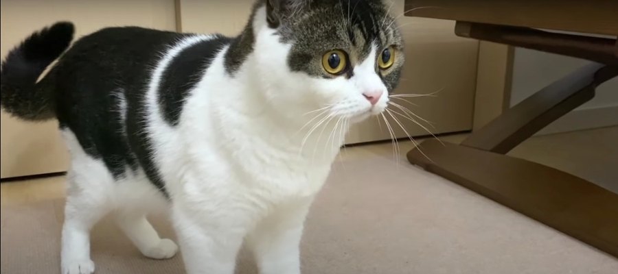 『蚊（か）』を追うスコティッシュフォールドの猫親子！無事に捕獲することはできる…？