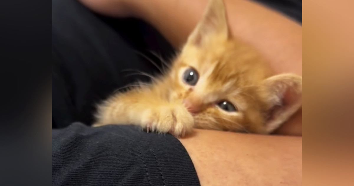 車の運転中、『道路に飛び出してきた子猫』を保護…1年間の成長記録にほっこりする人が続出「たまら～～～ん」「幸せそうで何より」