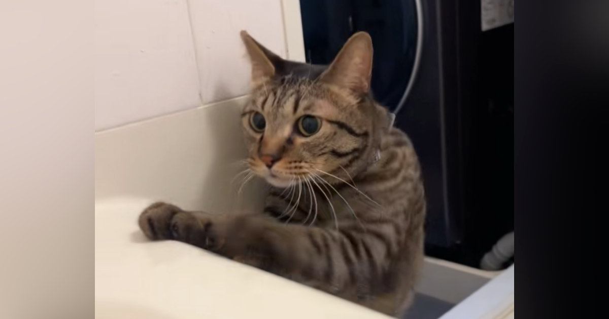 お風呂に入っている最中、猫がやって来た結果…胸キュン必至の『可愛すぎる光景』が10万再生「優しいねぇ」「溺れてたら大変だもんね」