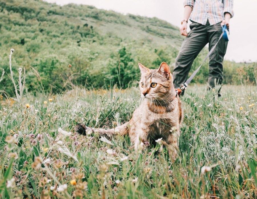 「猫散歩」が流行ってるらしいけど…？メリットとデメリット３つ